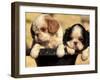 Domestic Dogs, Two King Charles Cavalier Spaniel Puppies in Pot-Adriano Bacchella-Framed Photographic Print