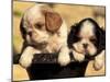 Domestic Dogs, Two King Charles Cavalier Spaniel Puppies in Pot-Adriano Bacchella-Mounted Photographic Print