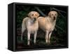 Domestic Dogs, Two Labrador Retrievers-Adriano Bacchella-Framed Stretched Canvas