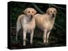 Domestic Dogs, Two Labrador Retrievers-Adriano Bacchella-Stretched Canvas