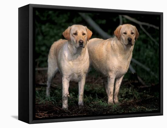 Domestic Dogs, Two Labrador Retrievers-Adriano Bacchella-Framed Stretched Canvas