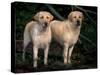 Domestic Dogs, Two Labrador Retrievers-Adriano Bacchella-Stretched Canvas