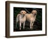 Domestic Dogs, Two Labrador Retrievers-Adriano Bacchella-Framed Premium Photographic Print