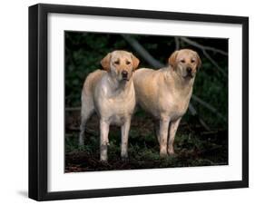 Domestic Dogs, Two Labrador Retrievers-Adriano Bacchella-Framed Photographic Print