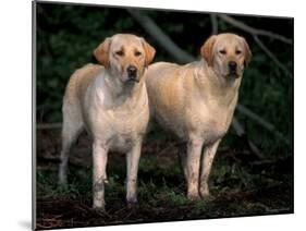 Domestic Dogs, Two Labrador Retrievers-Adriano Bacchella-Mounted Photographic Print