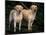 Domestic Dogs, Two Labrador Retrievers-Adriano Bacchella-Mounted Photographic Print