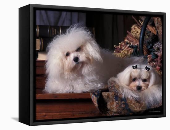 Domestic Dogs, Two Maltese Dogs, One Groomed and the Other Ungroomed-Adriano Bacchella-Framed Stretched Canvas