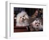 Domestic Dogs, Two Maltese Dogs, One Groomed and the Other Ungroomed-Adriano Bacchella-Framed Premium Photographic Print