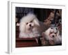 Domestic Dogs, Two Maltese Dogs, One Groomed and the Other Ungroomed-Adriano Bacchella-Framed Photographic Print