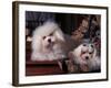 Domestic Dogs, Two Maltese Dogs, One Groomed and the Other Ungroomed-Adriano Bacchella-Framed Photographic Print