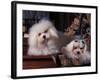 Domestic Dogs, Two Maltese Dogs, One Groomed and the Other Ungroomed-Adriano Bacchella-Framed Photographic Print