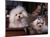 Domestic Dogs, Two Maltese Dogs, One Groomed and the Other Ungroomed-Adriano Bacchella-Mounted Photographic Print