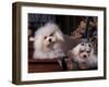 Domestic Dogs, Two Maltese Dogs, One Groomed and the Other Ungroomed-Adriano Bacchella-Framed Photographic Print