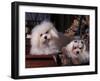 Domestic Dogs, Two Maltese Dogs, One Groomed and the Other Ungroomed-Adriano Bacchella-Framed Photographic Print