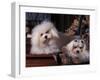 Domestic Dogs, Two Maltese Dogs, One Groomed and the Other Ungroomed-Adriano Bacchella-Framed Photographic Print