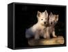 Domestic Dogs, Two West Highland Terrier / Westie Puppies Sitting Together-Adriano Bacchella-Framed Stretched Canvas