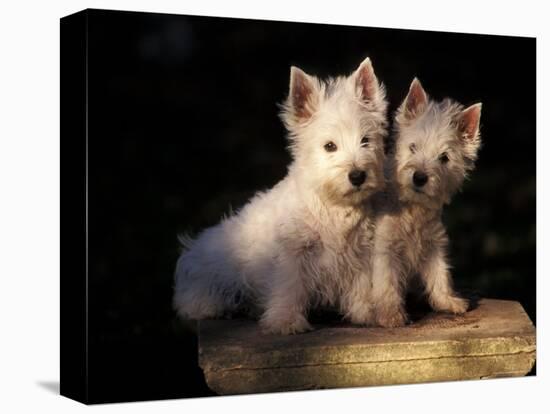 Domestic Dogs, Two West Highland Terrier / Westie Puppies Sitting Together-Adriano Bacchella-Stretched Canvas