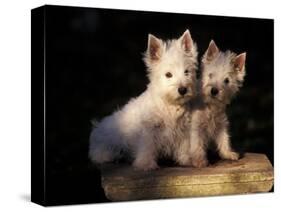 Domestic Dogs, Two West Highland Terrier / Westie Puppies Sitting Together-Adriano Bacchella-Stretched Canvas