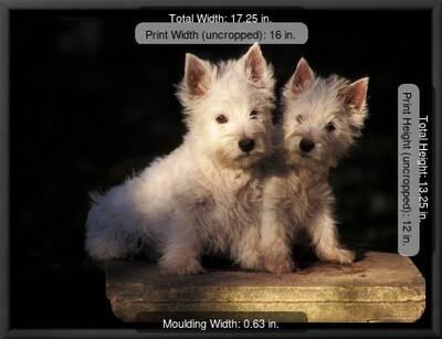 Domestic Dogs, Two West Highland Terrier / Westie Puppies Sitting Together'  Photographic Print - Adriano Bacchella | AllPosters.com