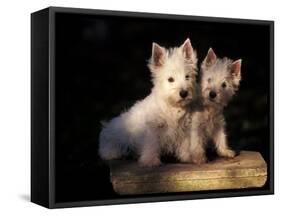 Domestic Dogs, Two West Highland Terrier / Westie Puppies Sitting Together-Adriano Bacchella-Framed Stretched Canvas