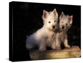 Domestic Dogs, Two West Highland Terrier / Westie Puppies Sitting Together-Adriano Bacchella-Stretched Canvas