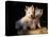 Domestic Dogs, Two West Highland Terrier / Westie Puppies Sitting Together-Adriano Bacchella-Stretched Canvas