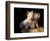 Domestic Dogs, Two West Highland Terrier / Westie Puppies Sitting Together-Adriano Bacchella-Framed Premium Photographic Print