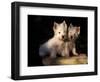 Domestic Dogs, Two West Highland Terrier / Westie Puppies Sitting Together-Adriano Bacchella-Framed Premium Photographic Print