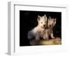 Domestic Dogs, Two West Highland Terrier / Westie Puppies Sitting Together-Adriano Bacchella-Framed Premium Photographic Print