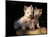 Domestic Dogs, Two West Highland Terrier / Westie Puppies Sitting Together-Adriano Bacchella-Mounted Premium Photographic Print