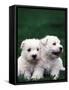 Domestic Dogs, Two West Highland Terrier / Westie Puppies Sitting Together-Adriano Bacchella-Framed Stretched Canvas