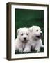 Domestic Dogs, Two West Highland Terrier / Westie Puppies Sitting Together-Adriano Bacchella-Framed Photographic Print