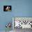 Domestic Dogs, Two West Highland Terrier / Westie Puppies Sitting Together-Adriano Bacchella-Mounted Photographic Print displayed on a wall