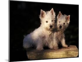 Domestic Dogs, Two West Highland Terrier / Westie Puppies Sitting Together-Adriano Bacchella-Mounted Photographic Print
