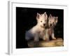 Domestic Dogs, Two West Highland Terrier / Westie Puppies Sitting Together-Adriano Bacchella-Framed Photographic Print