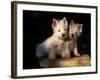 Domestic Dogs, Two West Highland Terrier / Westie Puppies Sitting Together-Adriano Bacchella-Framed Photographic Print