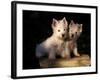 Domestic Dogs, Two West Highland Terrier / Westie Puppies Sitting Together-Adriano Bacchella-Framed Photographic Print