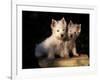 Domestic Dogs, Two West Highland Terrier / Westie Puppies Sitting Together-Adriano Bacchella-Framed Photographic Print