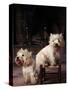 Domestic Dogs, Two West Highland Terriers / Westies, One Sitting on a Chair-Adriano Bacchella-Stretched Canvas