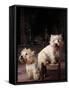 Domestic Dogs, Two West Highland Terriers / Westies, One Sitting on a Chair-Adriano Bacchella-Framed Stretched Canvas