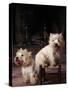 Domestic Dogs, Two West Highland Terriers / Westies, One Sitting on a Chair-Adriano Bacchella-Stretched Canvas