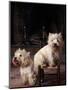 Domestic Dogs, Two West Highland Terriers / Westies, One Sitting on a Chair-Adriano Bacchella-Mounted Premium Photographic Print
