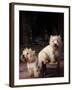 Domestic Dogs, Two West Highland Terriers / Westies, One Sitting on a Chair-Adriano Bacchella-Framed Photographic Print