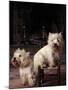 Domestic Dogs, Two West Highland Terriers / Westies, One Sitting on a Chair-Adriano Bacchella-Mounted Photographic Print