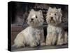 Domestic Dogs, Two West Highland Terriers / Westies Sitting Together-Adriano Bacchella-Stretched Canvas