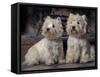 Domestic Dogs, Two West Highland Terriers / Westies Sitting Together-Adriano Bacchella-Framed Stretched Canvas