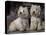 Domestic Dogs, Two West Highland Terriers / Westies Sitting Together-Adriano Bacchella-Stretched Canvas