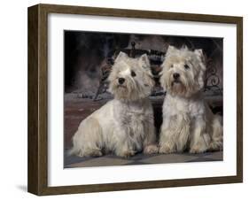 Domestic Dogs, Two West Highland Terriers / Westies Sitting Together-Adriano Bacchella-Framed Photographic Print