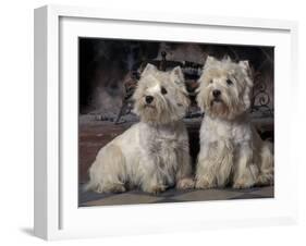 Domestic Dogs, Two West Highland Terriers / Westies Sitting Together-Adriano Bacchella-Framed Photographic Print