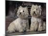 Domestic Dogs, Two West Highland Terriers / Westies Sitting Together-Adriano Bacchella-Mounted Photographic Print